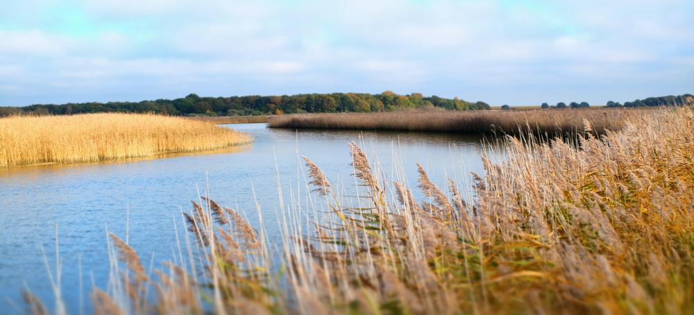 Golden reedbeds and still water at Snape, Suffolk, with a line of trees beyond